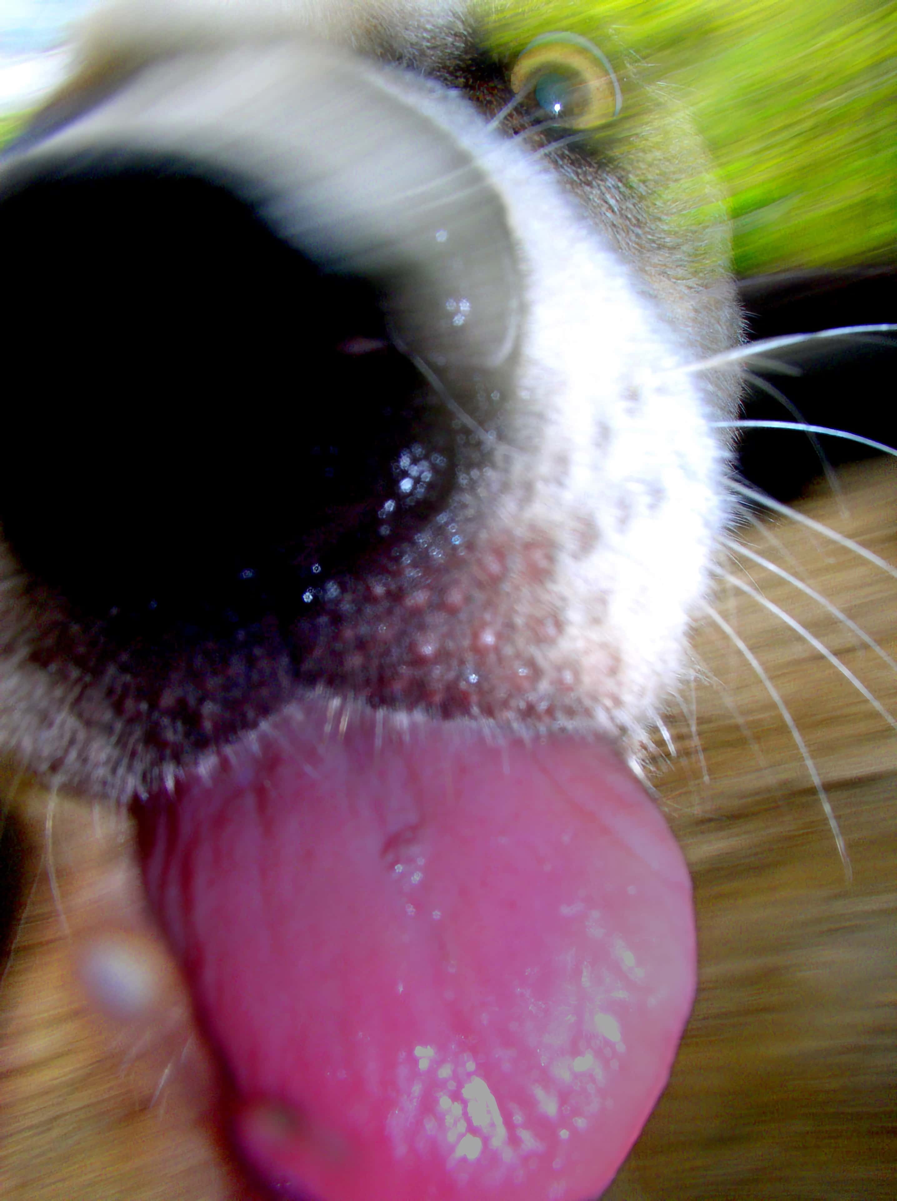 Muppin Tongue. Source.