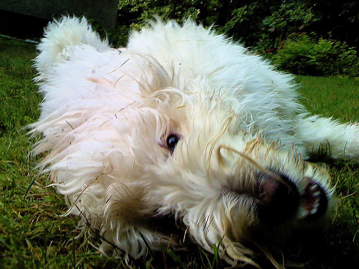 Toby the Labradoodle. Source.