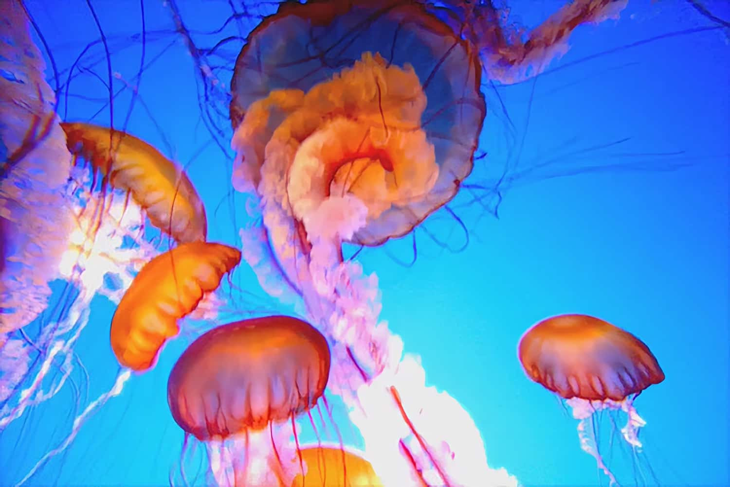 Monterey Bay Jellyfish. Video.