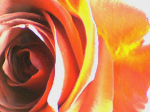 Valentine's Rose (O'Keefe view)
