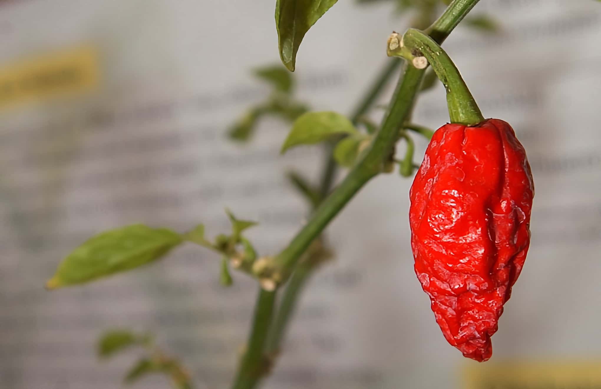 World&rsquo;s hottest pepper?